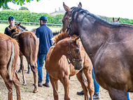 KS300622-15 - Cupboard Love & foal by Territories